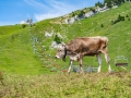 breitenberg-flora-fauna-michael-helmer-00626