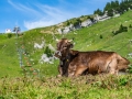 breitenberg-flora-fauna-michael-helmer-00629