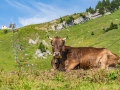 breitenberg-flora-fauna-michael-helmer-00631