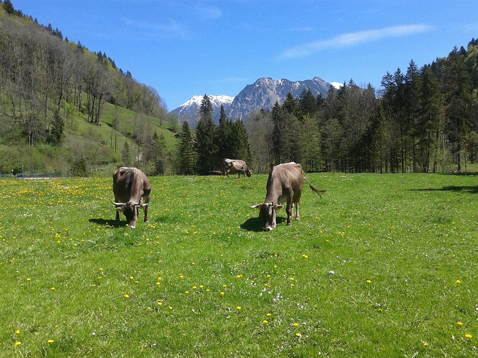 Weidachhof in Oberstdorf - Tiefenbach